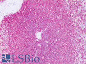 Anti-CD45 Antibody (clone YTH24.5) IHC-plus LS-B8502