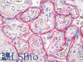 Anti-THBD / CD141 / Thrombomodulin Antibody (clone 141C01) IHC-plus LS-B8509