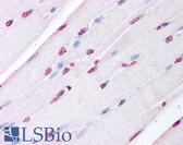 Anti-LXR Alpha+Beta Antibody (aa50-150) IHC-plus LS-B262