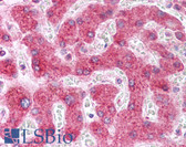 Anti-NUMB Antibody (aa600-653) IHC-plus LS-B265