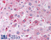 Anti-BCL2L14 / BCL-G Antibody (aa298-312) IHC-plus LS-B272