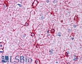 Anti-GFAP Antibody IHC-plus LS-B285