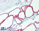 Anti-PLIN1 / Perilipin Antibody (aa450-522) IHC-plus LS-B294
