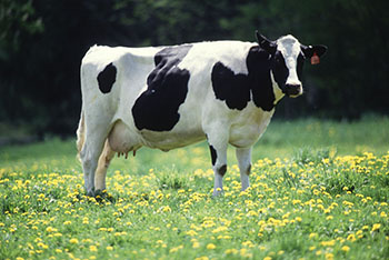 cow.jpg