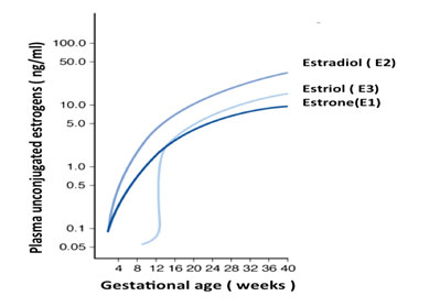 estriol-levels-and-pregnancy-chart.jpg