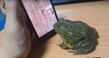 frog.jpg