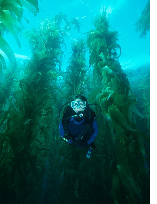 kelp.jpg