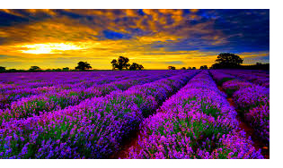 lavenderrow.jpg