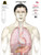 The "Anatomy" (Self-Defense Anatomy Target) design replaces the standard human silhouette target with an anatomically accurate torso featuring true to size organs and vital areas of a smaller human male. This target is divided into three “SCORING LEVELS” which consist of the following: LEVEL 1- Catastrophic/Terminal, LEVEL 2- Critical/Serious, and LEVEL 3- Minor.  Shots placed on this target give the shooter a realistic idea of what effects their shots would have on an actual human. See our Concepts & Design page for a detailed description of these major differences from traditional targets.