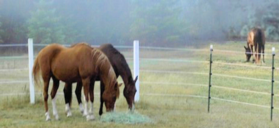 finishline650x250.png