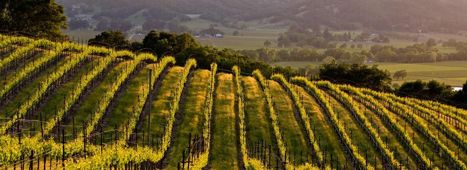 photo-vineyard-2.jpg