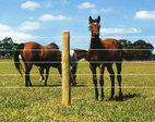 rsz-electric-horse-fence.jpg