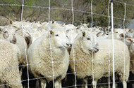 Electronet Complete Electric Livestock Mesh Fence 164ft Single Spike