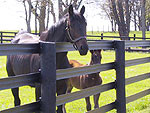 Centaur Fence