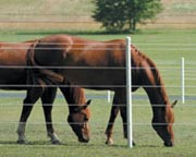 Centaur Fence