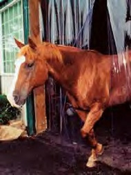  Kleer-Flex Clear Stall/Barn Door Cover Heavy Duty Weight 3ft x 12ft