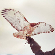 JM AIRIS - WILD BIRDS VINYL