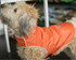 High Quality Winter Dog Jacket in Foxy Orange