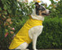Best Selling Lemon Yellow Breathable Waterproof Dog Coat