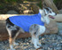 Breathable Made in Canada Dog Coat