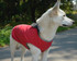 Waterproof Full Coverage Dog Coat 