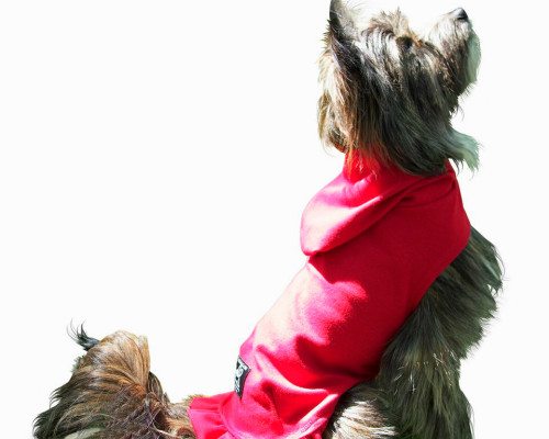 Soft Cotton Dog Sweater with Hood