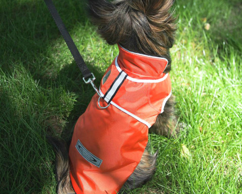 Best Waterproof Dog Harness