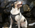 Soft Chest Harness Fits All Dog Breeds