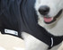 Dog Coat Reflective Piping Features