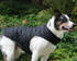 Highest Quality Waterproof Dog Coat