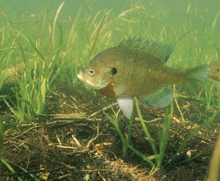 Bluegill Fishing Guide  How to Catch a Bluegill