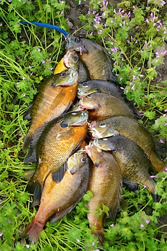 How To Catch Bluegill MeatEater Fishing