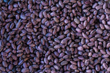 Rancho Gordo Rio Zape Beans