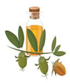 ingredients-bot-jojoba.jpg