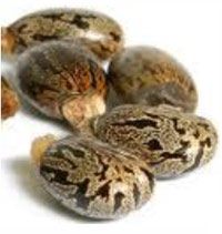 ingredients-casterbean.jpg ingredients-casterbean.jpg