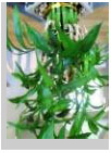 ingredients-crushedbamboo.jpg ingredients-crushedbamboo.jpg