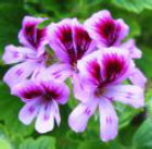 ingredients-rose2.jpg ingredients-rose2.jpg