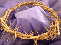 Crown Of Thorns (7-8 inches in diameter).