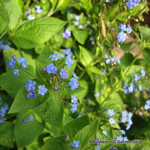 1-brunnera-macrophylla-2-copy.jpg