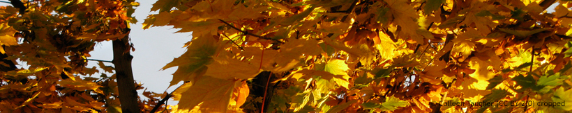 acer-ornamental-trees-banner.jpg