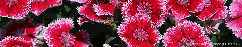 banner-dianthus.jpg