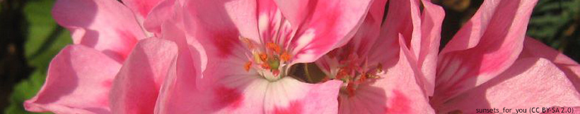 banner-geraniums.jpg