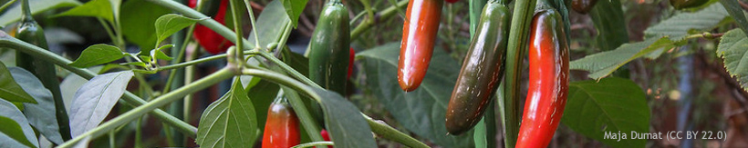 banner-veg-salad-seeds.jpg