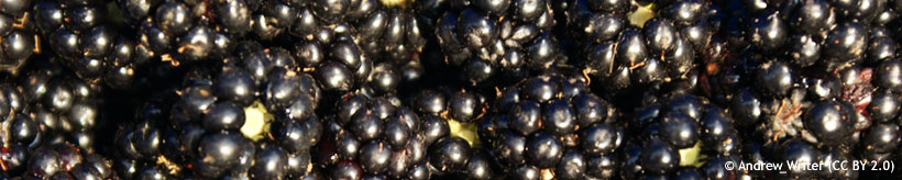 blackberries-andrew-writer-cc-by-2.0-.jpg