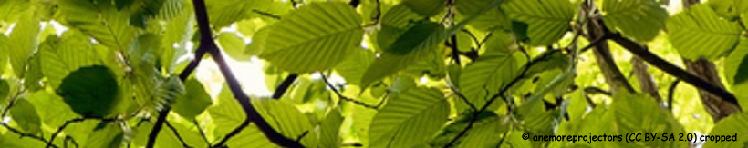 carpinus-betulus-banner.jpg