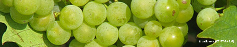 category-image-grapes.jpg