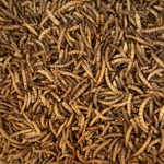 category-image-mealworms.jpg