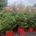 category-image-potted-christmas-trees.jpg