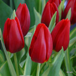 category-image-tulips.jpg