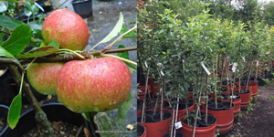 category-image2-fruit-trees-potted-.jpg